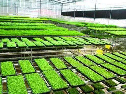 水稻育秧設(shè)備有幾種用法？